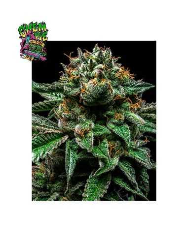 CHEMPIE RIPPER SEEDS RIPPER SEEDS