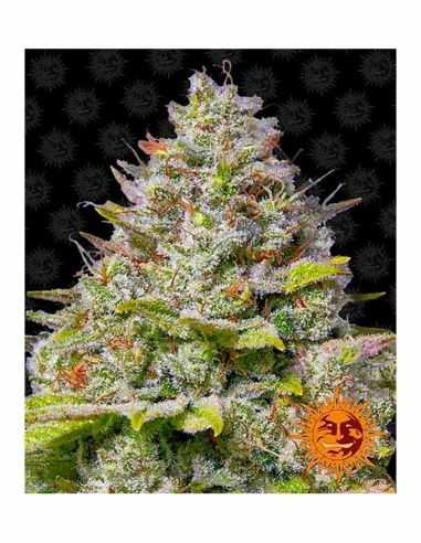 BLUE GELATO 41 BARNEY'S FARM