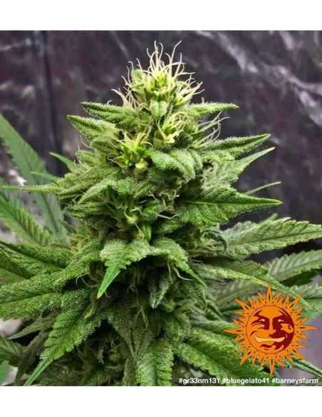 BLUE GELATO 41 BARNEY'S FARM