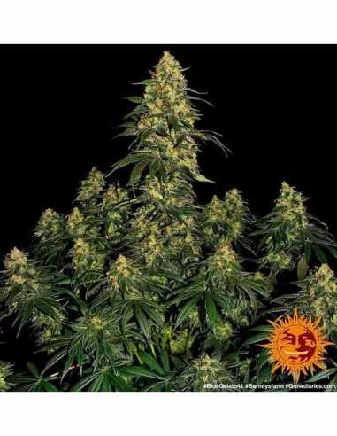 BLUE GELATO 41 BARNEY'S FARM