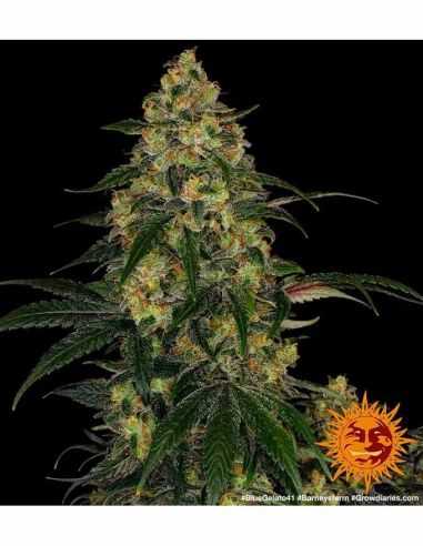 BLUE GELATO 41 BARNEY'S FARM