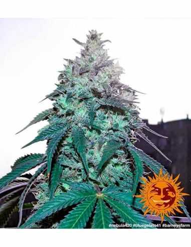 BLUE GELATO 41 BARNEY'S FARM