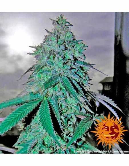 BLUE GELATO 41 BARNEY'S FARM