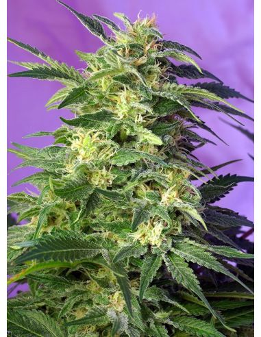 KILLER KUSH AUTO SWEET SEEDS SWEET SEEDS