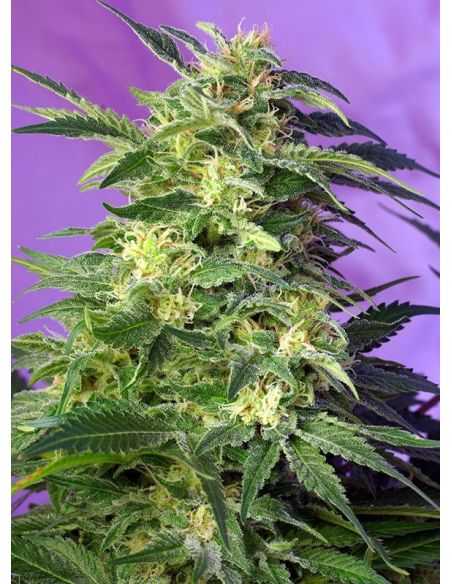 KILLER KUSH AUTO SWEET SEEDS SWEET SEEDS