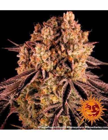 PURPLE PUNCH BARNEYS FARM BARNEY'S FARM