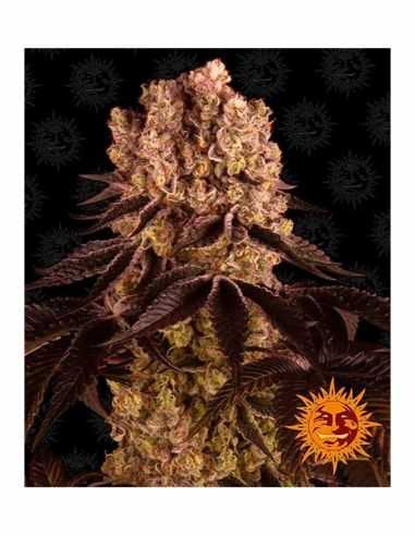 PURPLE PUNCH BARNEYS FARM BARNEY'S FARM