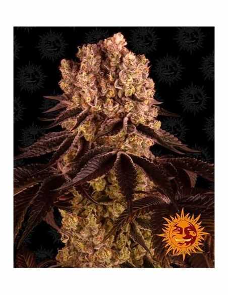 PURPLE PUNCH BARNEYS FARM BARNEY'S FARM