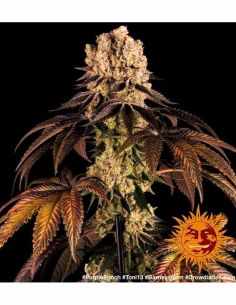 PURPLE PUNCH BARNEYS FARM BARNEY'S FARM