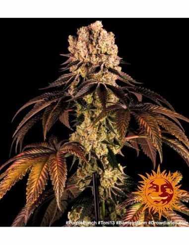 PURPLE PUNCH BARNEYS FARM BARNEY'S FARM