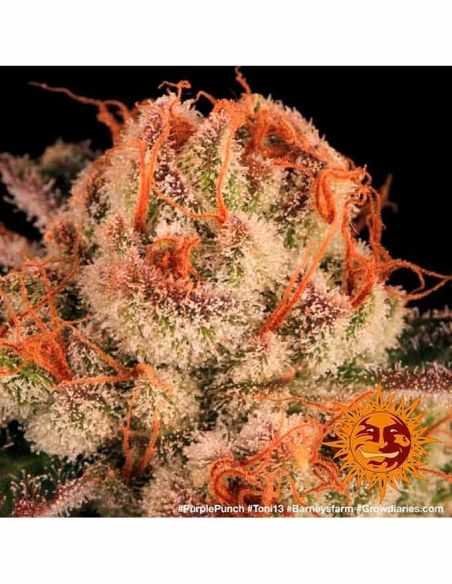 PURPLE PUNCH BARNEYS FARM BARNEY'S FARM