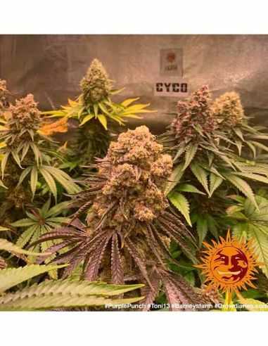 PURPLE PUNCH BARNEYS FARM BARNEY'S FARM