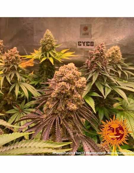 PURPLE PUNCH BARNEYS FARM BARNEY'S FARM