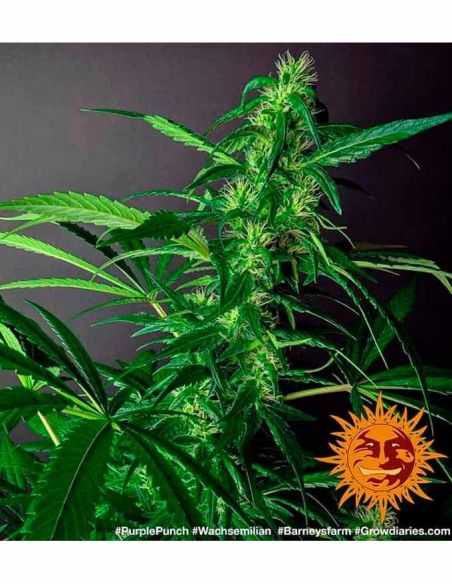 PURPLE PUNCH BARNEYS FARM BARNEY'S FARM