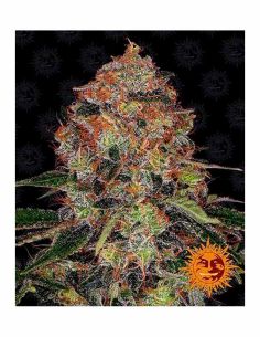 SHISKABERRY BARNEYS FARM BARNEY'S FARM