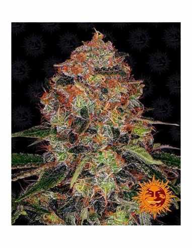 SHISKABERRY BARNEYS FARM BARNEY'S FARM