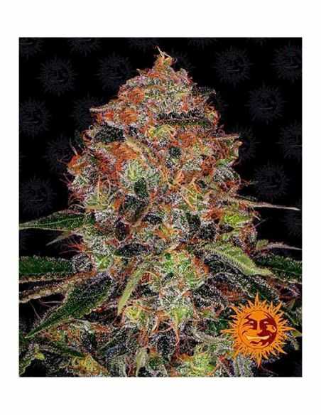 SHISKABERRY BARNEYS FARM BARNEY'S FARM