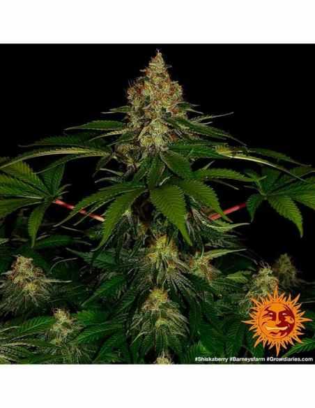 SHISKABERRY BARNEYS FARM BARNEY'S FARM