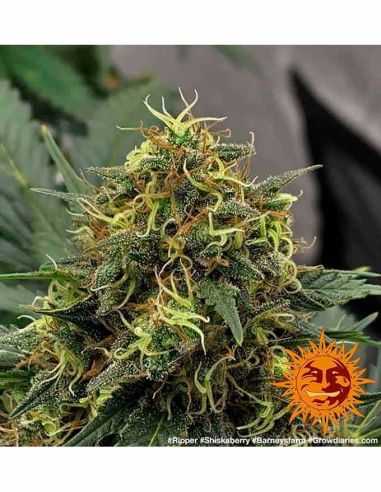 SHISKABERRY BARNEYS FARM BARNEY'S FARM