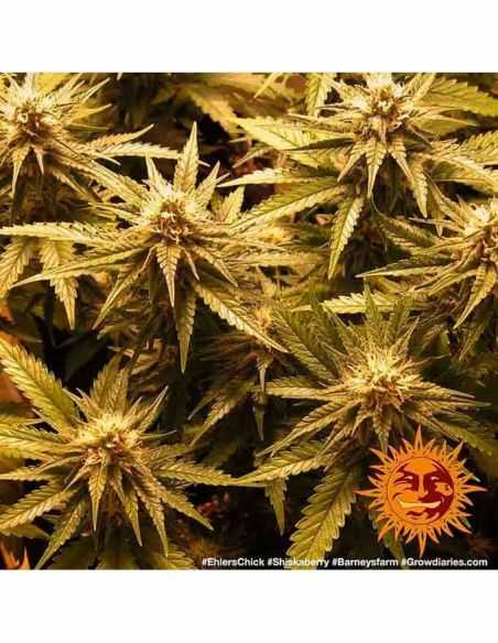 SHISKABERRY BARNEYS FARM BARNEY'S FARM