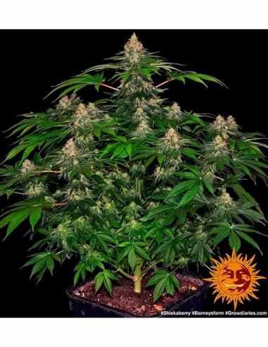 SHISKABERRY BARNEYS FARM BARNEY'S FARM