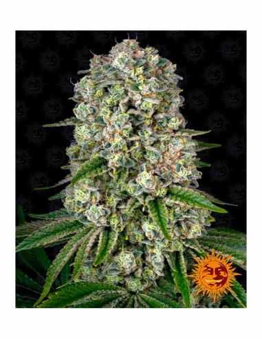 TROPICANNA BANANA BARNEYS FARM BARNEY'S FARM