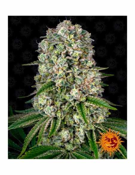 TROPICANNA BANANA BARNEYS FARM BARNEY'S FARM TROPICANNA BANANA BARNEYS FARM BARNEY'S FARM