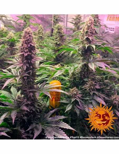 TROPICANNA BANANA BARNEYS FARM BARNEY'S FARM TROPICANNA BANANA BARNEYS FARM BARNEY'S FARM