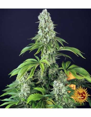 TROPICANNA BANANA BARNEYS FARM BARNEY'S FARM