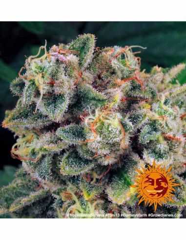 TROPICANNA BANANA BARNEYS FARM BARNEY'S FARM