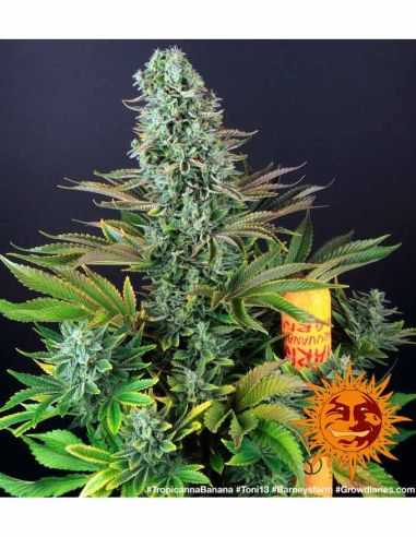 TROPICANNA BANANA BARNEYS FARM BARNEY'S FARM