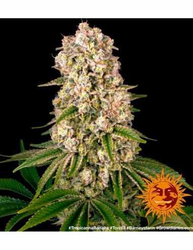 TROPICANNA BANANA BARNEYS FARM BARNEY'S FARM