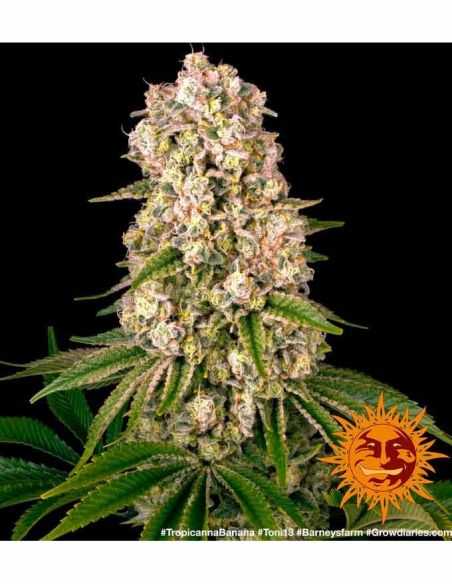 TROPICANNA BANANA BARNEYS FARM BARNEY'S FARM TROPICANNA BANANA BARNEYS FARM BARNEY'S FARM