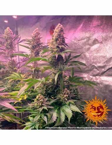 TROPICANNA BANANA BARNEYS FARM BARNEY'S FARM