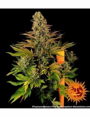 TROPICANNA BANANA BARNEYS FARM BARNEY'S FARM