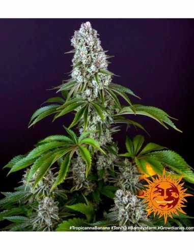 TROPICANNA BANANA BARNEYS FARM BARNEY'S FARM