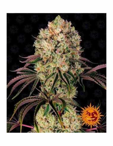 GLOOKIES BARNEYS FARM BARNEY'S FARM