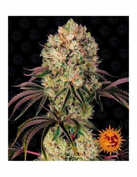 GLOOKIES BARNEYS FARM BARNEY'S FARM