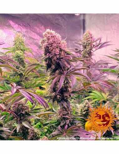 GLOOKIES BARNEYS FARM BARNEY'S FARM