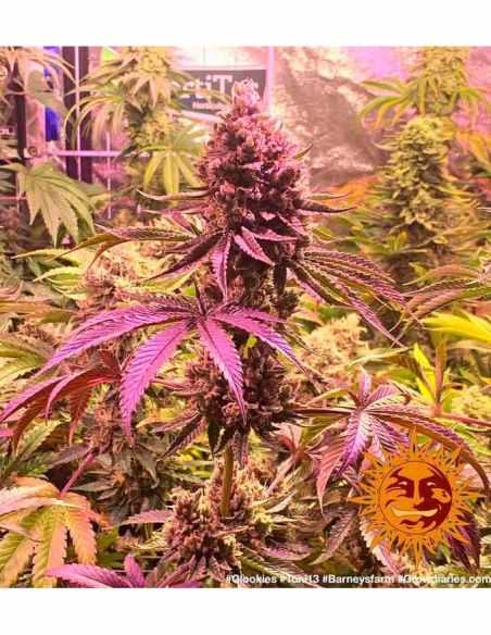 GLOOKIES BARNEYS FARM BARNEY'S FARM