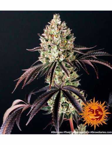 GLOOKIES BARNEYS FARM BARNEY'S FARM