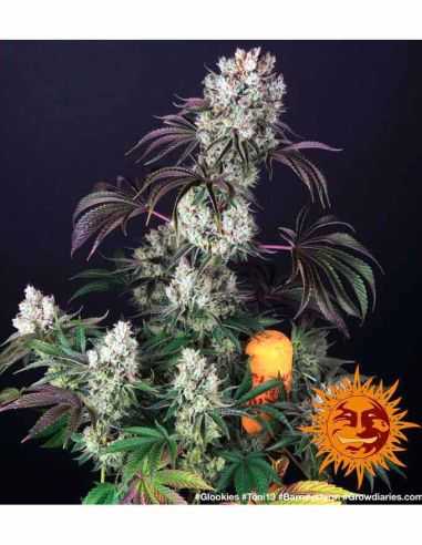 GLOOKIES BARNEYS FARM BARNEY'S FARM