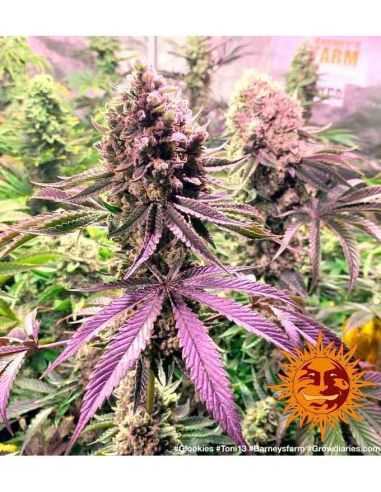 GLOOKIES BARNEYS FARM BARNEY'S FARM