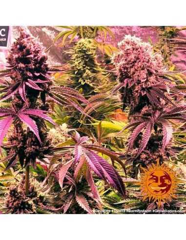 GLOOKIES BARNEYS FARM BARNEY'S FARM