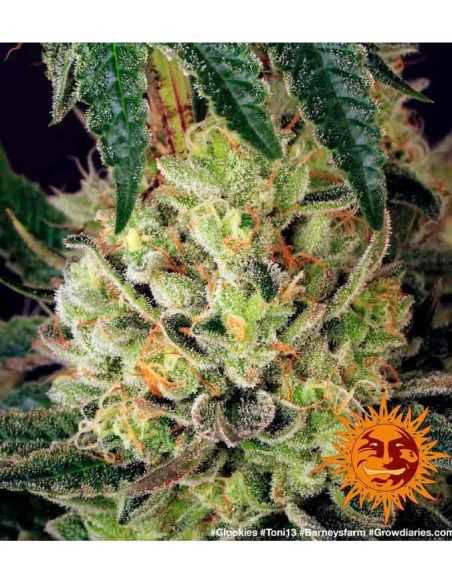 GLOOKIES BARNEYS FARM BARNEY'S FARM