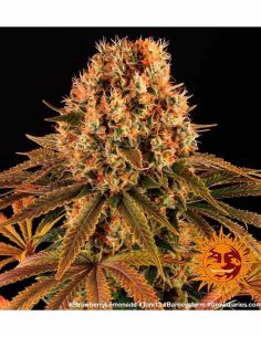 STRAWBERRY LEMONADE BARNEYS BARNEY'S FARM