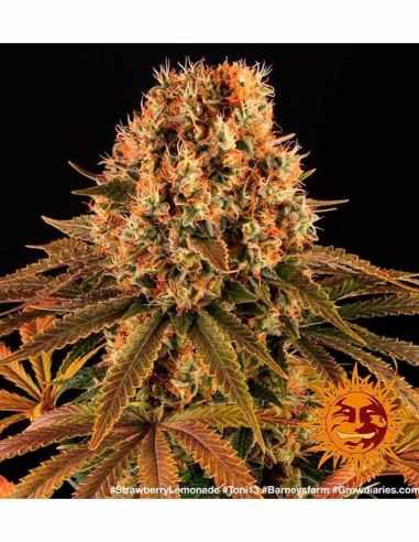 STRAWBERRY LEMONADE BARNEYS BARNEY'S FARM