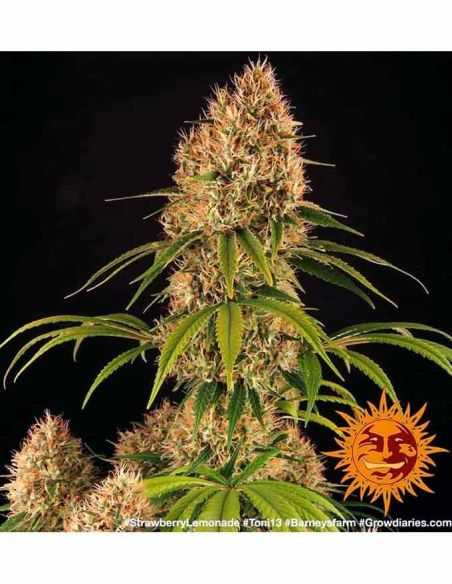 STRAWBERRY LEMONADE BARNEYS BARNEY'S FARM