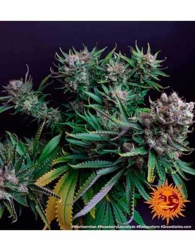 STRAWBERRY LEMONADE BARNEYS BARNEY'S FARM