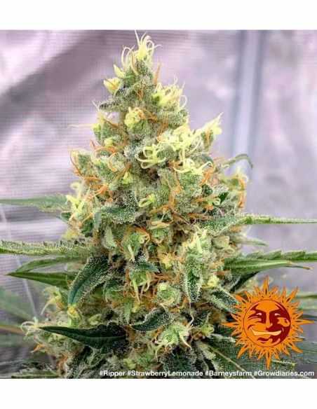 STRAWBERRY LEMONADE BARNEYS BARNEY'S FARM